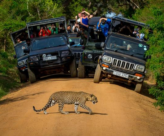 Premium Safari Experience